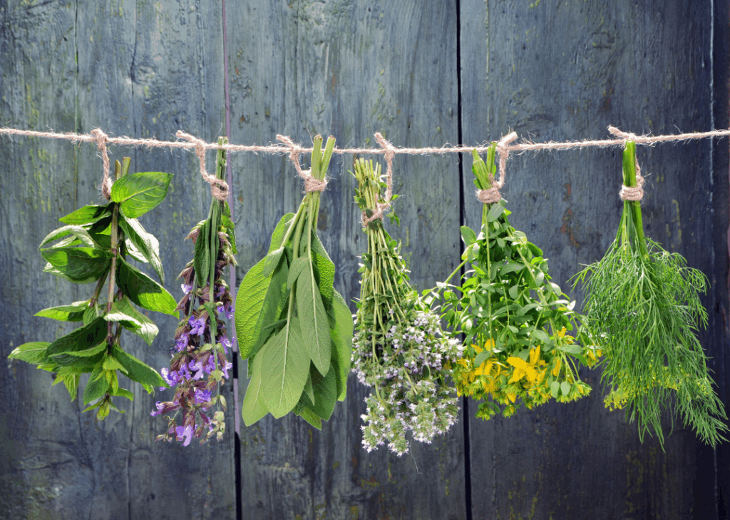 blomsterbuketter som henger fra en snor for å tørke